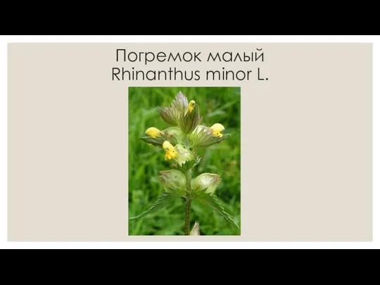 Погремок малый Rhinanthus minor L.