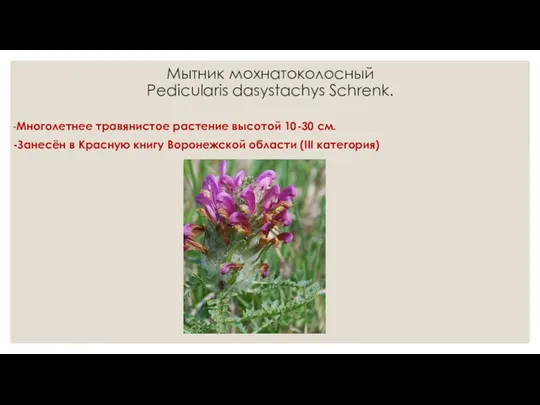 Мытник мохнатоколосный Pedicularis dasystachys Schrenk. -Многолетнее травянистое растение высотой 10-30