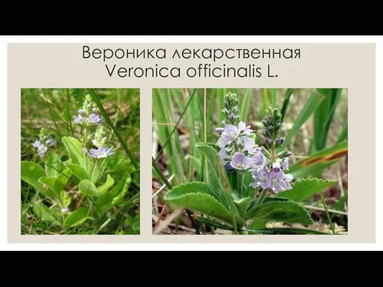 Вероника лекарственная Veroniсa officinalis L.