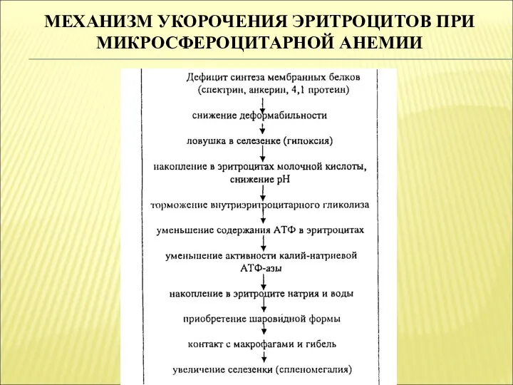 МЕХАНИЗМ УКОРОЧЕНИЯ ЭРИТРОЦИТОВ ПРИ МИКРОСФЕРОЦИТАРНОЙ АНЕМИИ