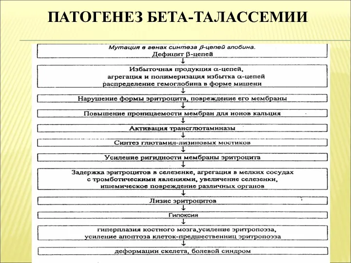 ПАТОГЕНЕЗ БЕТА-ТАЛАССЕМИИ