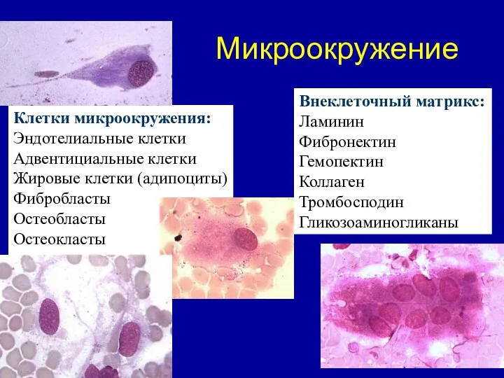 Микроокружение Клетки микроокружения: Эндотелиальные клетки Адвентициальные клетки Жировые клетки (адипоциты)