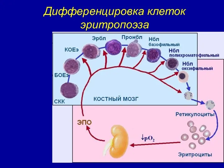 Дифференцировка клеток эритропоэза