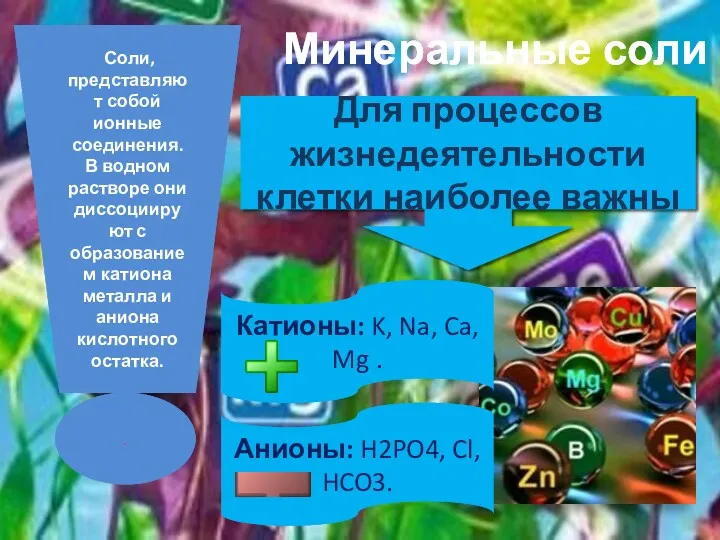 Минеральные соли Для процессов жизнедеятельности клетки наиболее важны Катионы: K,