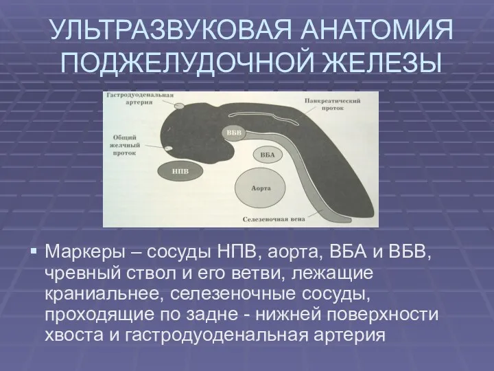 УЛЬТРАЗВУКОВАЯ АНАТОМИЯ ПОДЖЕЛУДОЧНОЙ ЖЕЛЕЗЫ Маркеры – сосуды НПВ, аорта, ВБА