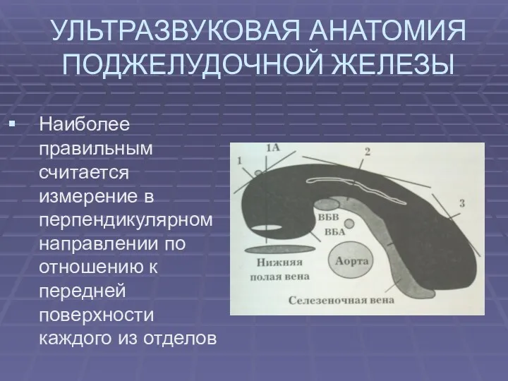 УЛЬТРАЗВУКОВАЯ АНАТОМИЯ ПОДЖЕЛУДОЧНОЙ ЖЕЛЕЗЫ Наиболее правильным считается измерение в перпендикулярном