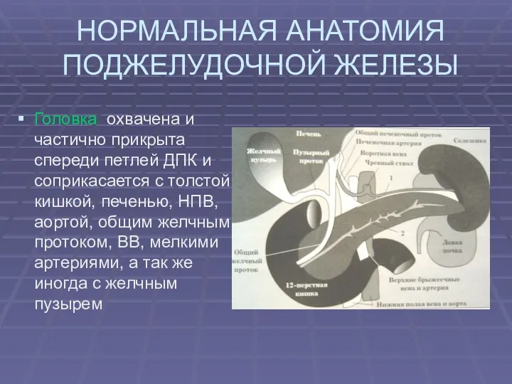 НОРМАЛЬНАЯ АНАТОМИЯ ПОДЖЕЛУДОЧНОЙ ЖЕЛЕЗЫ Головка охвачена и частично прикрыта спереди