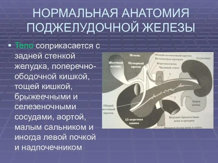 НОРМАЛЬНАЯ АНАТОМИЯ ПОДЖЕЛУДОЧНОЙ ЖЕЛЕЗЫ Тело соприкасается с задней стенкой желудка,