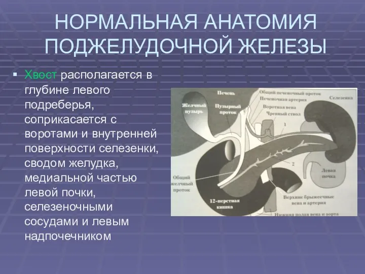 НОРМАЛЬНАЯ АНАТОМИЯ ПОДЖЕЛУДОЧНОЙ ЖЕЛЕЗЫ Хвост располагается в глубине левого подреберья,