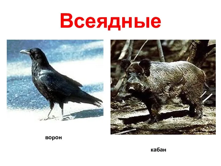 Всеядные ворон кабан