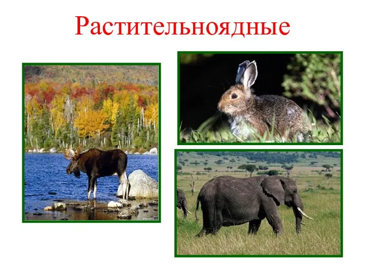 Растительноядные