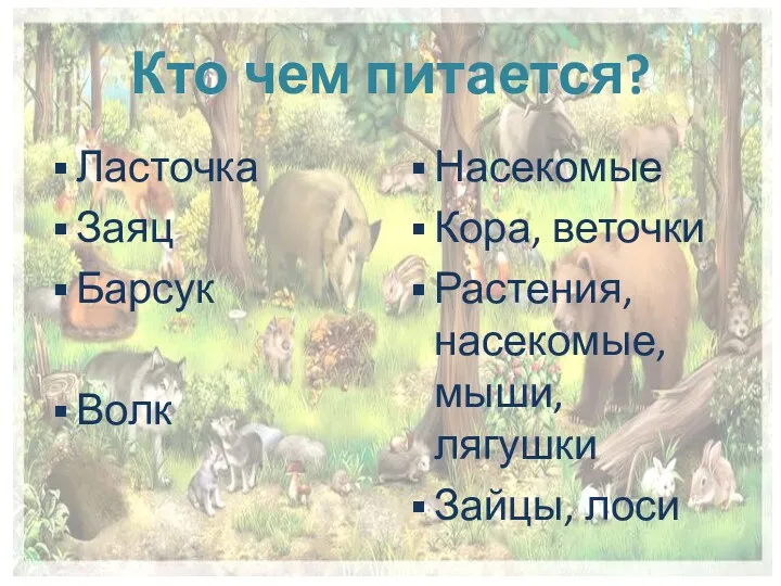 Кто чем питается? Ласточка Заяц Барсук Волк Насекомые Кора, веточки Растения, насекомые, мыши, лягушки Зайцы, лоси