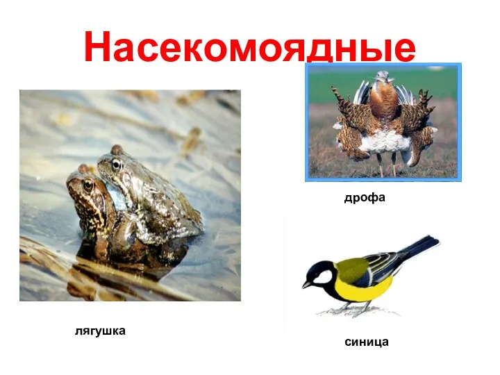 Насекомоядные дрофа лягушка синица