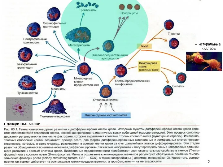 + натуральные киллеры + дендритные клетки