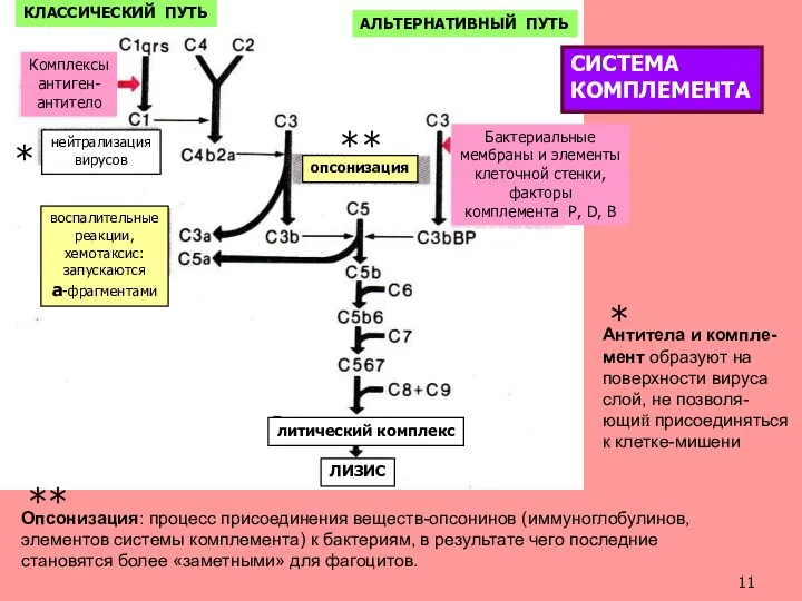 Комплексы антиген- антитело КЛАССИЧЕСКИЙ ПУТЬ АЛЬТЕРНАТИВНЫЙ ПУТЬ нейтрализация вирусов опсонизация