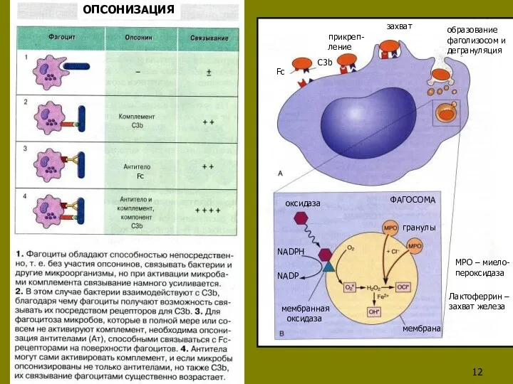 Fc C3b прикреп- ление захват образование фаголизосом и дегрануляция ФАГОСОМА гранулы мембрана мембранная