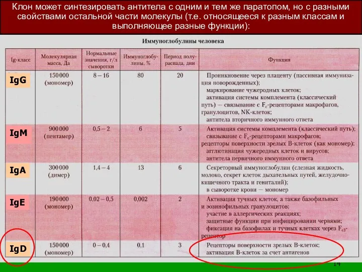 Клон может синтезировать антитела с одним и тем же паратопом, но с разными