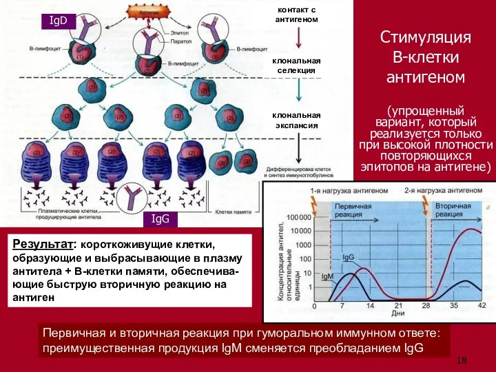 Стимуляция В-клетки антигеном (упрощенный вариант, который реализуется только при высокой плотности повторяющихся эпитопов