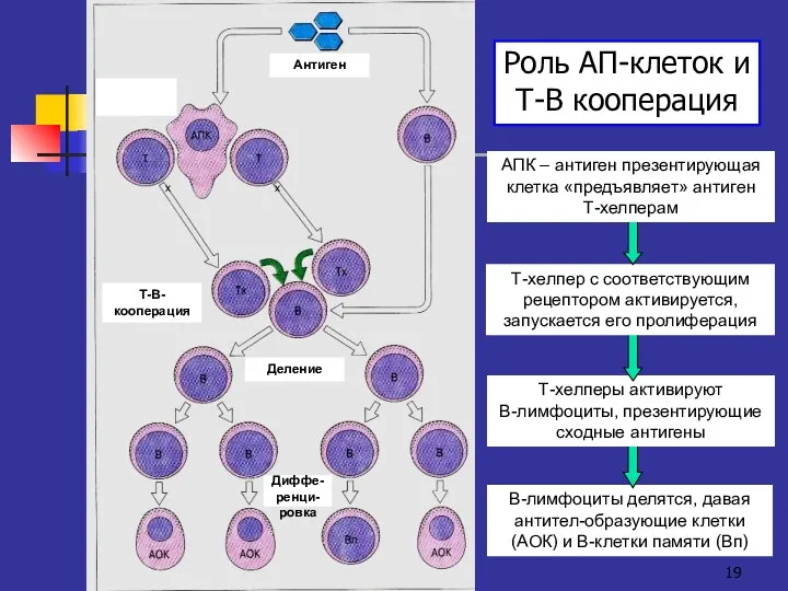 В-лимфоциты делятся, давая антител-образующие клетки (АОК) и В-клетки памяти (Вп)