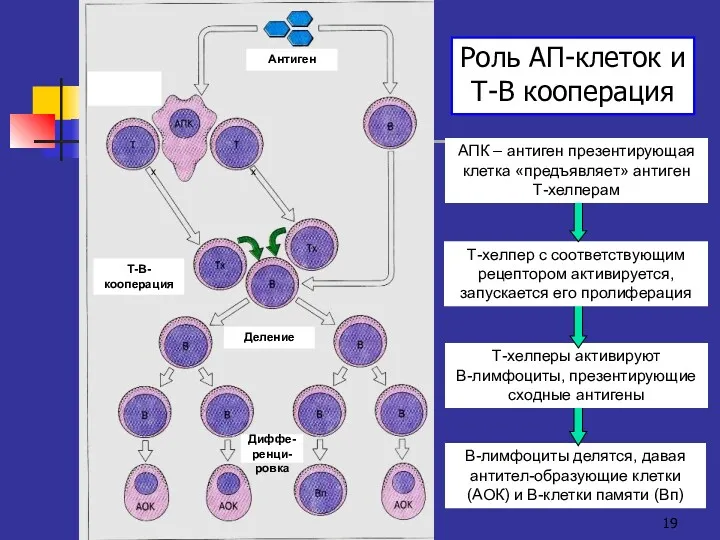 В-лимфоциты делятся, давая антител-образующие клетки (АОК) и В-клетки памяти (Вп) Т-хелперы активируют В-лимфоциты,