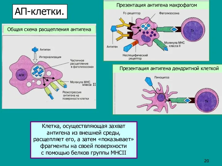 класса II Презентация антигена макрофагом Общая схема расщепления антигена Клетка, осуществляющая захват антигена