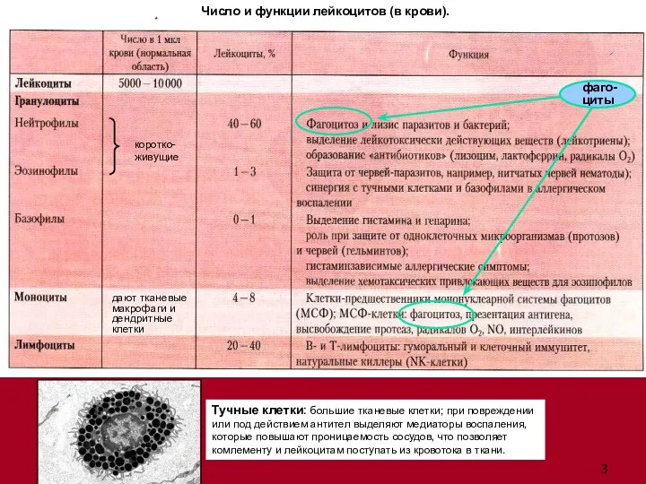 Тучные клетки: большие тканевые клетки; при повреждении или под действием