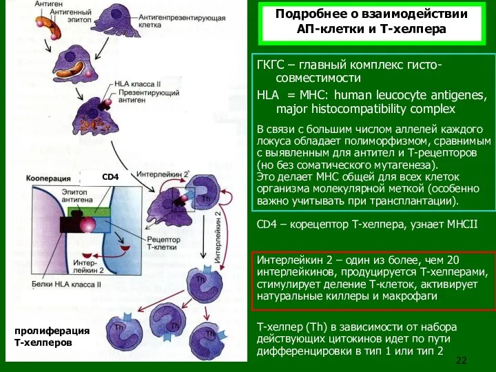 пролиферация T-хелперов CD4 ГКГС – главный комплекс гисто- совместимости HLA