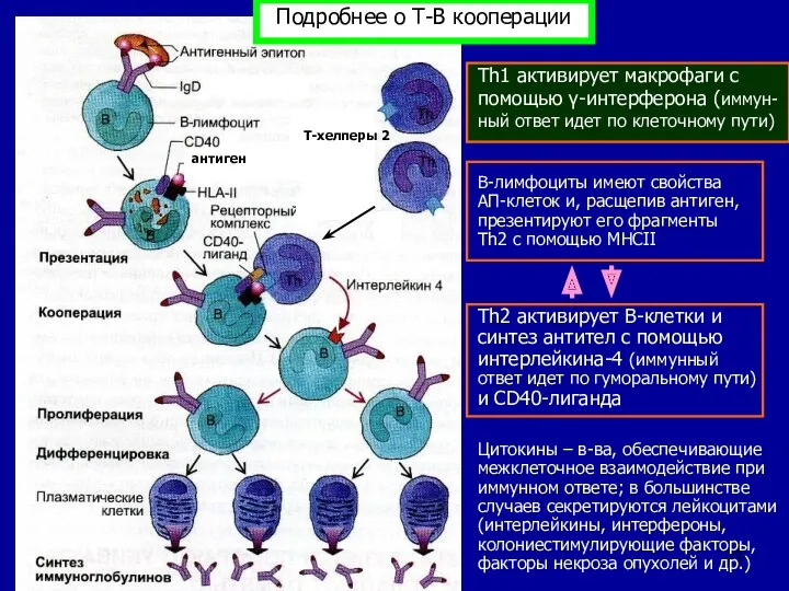 Подробнее о Т-В кооперации антиген Т-хелперы 2 Th1 активирует макрофаги