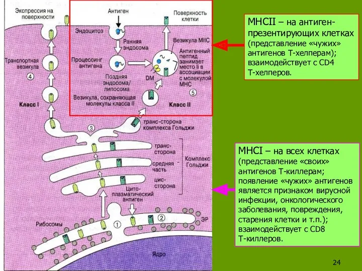 MHCII – на антиген- презентирующих клетках (представление «чужих» антигенов Т-хелперам); взаимодействует с CD4