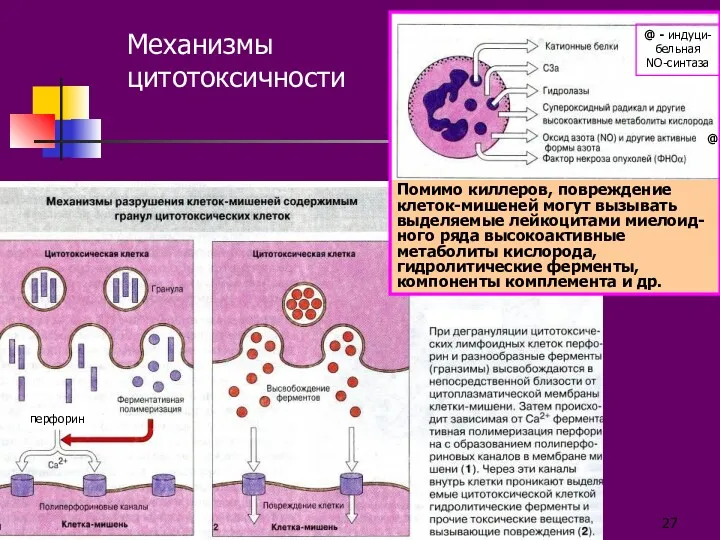 Механизмы цитотоксичности перфорин @ - индуци-бельная NO-синтаза @ Помимо киллеров, повреждение клеток-мишеней могут