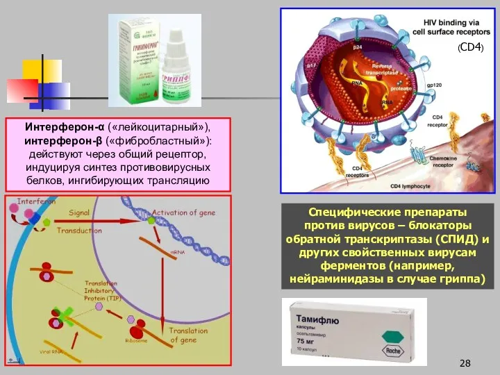 Специфические препараты против вирусов – блокаторы обратной транскриптазы (СПИД) и других свойственных вирусам