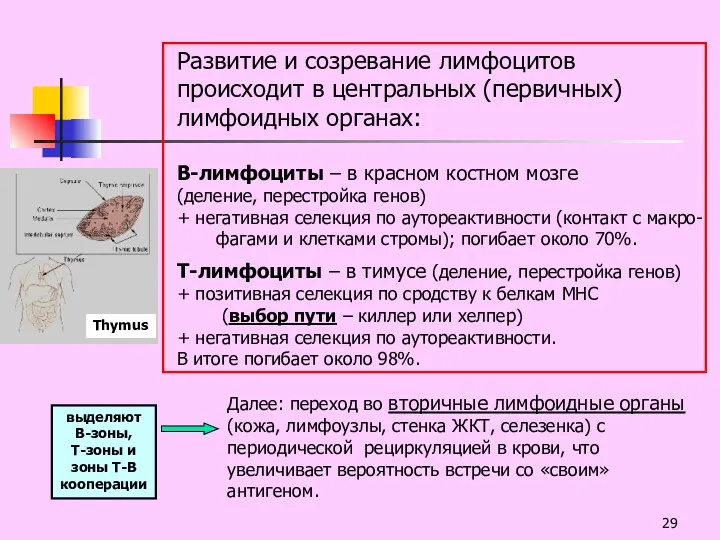 Развитие и созревание лимфоцитов происходит в центральных (первичных) лимфоидных органах: В-лимфоциты – в