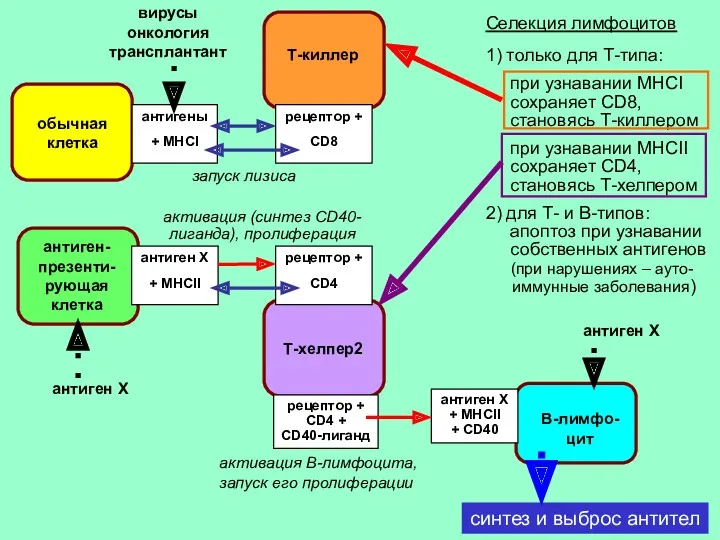 синтез и выброс антител Селекция лимфоцитов 1) только для Т-типа: при узнавании МНCI