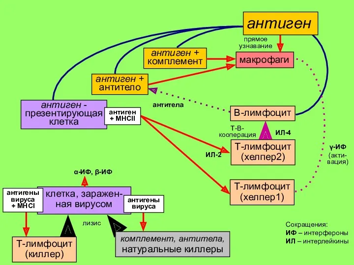 макрофаги прямое узнавание антиген + комплемент антиген + антитело В-лимфоцит антиген антиген -