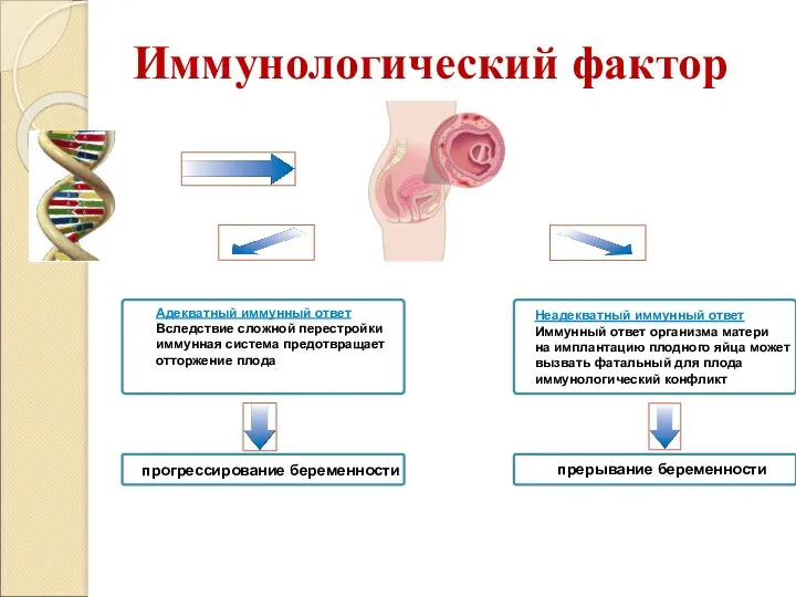 Иммунологический фактор Адекватный иммунный ответ Вследствие сложной перестройки иммунная система