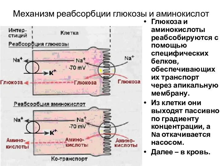 Механизм реабсорбции глюкозы и аминокислот Глюкоза и аминокислоты реабсобируются с