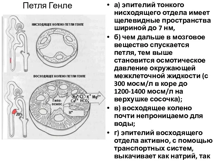 Петля Генле а) эпителий тонкого нисходящего отдела имеет щелевидные пространства