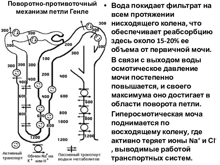 Поворотно-противоточный механизм петли Генле Вода покидает фильтрат на всем протяжении