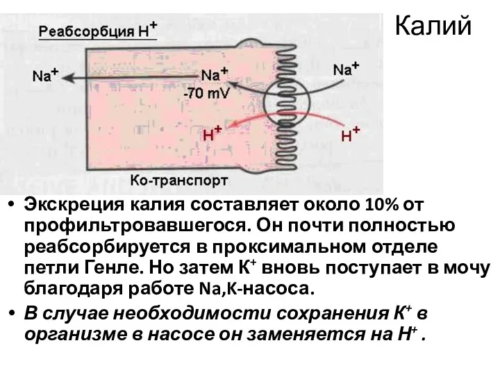 Калий Экскреция калия составляет около 10% от профильтровавшегося. Он почти