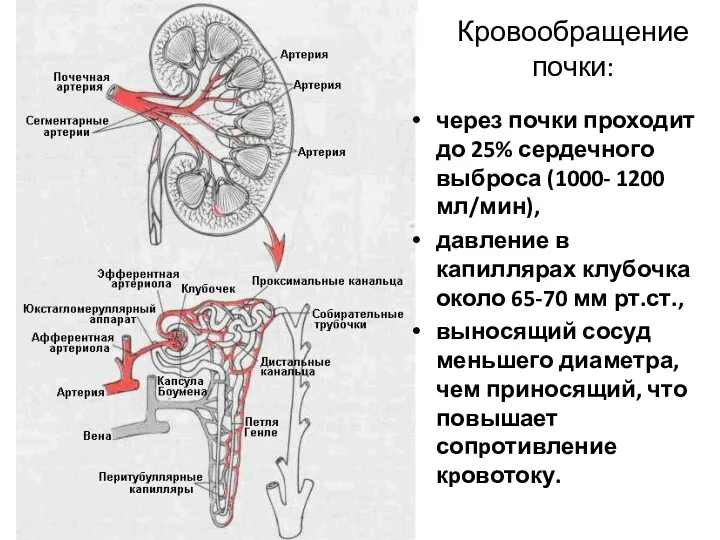 Кровообращение почки: через почки проходит до 25% сердечного выброса (1000-