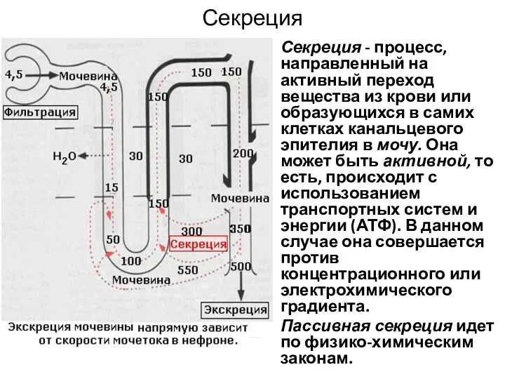 Секреция Секреция - процесс, направленный на активный переход вещества из