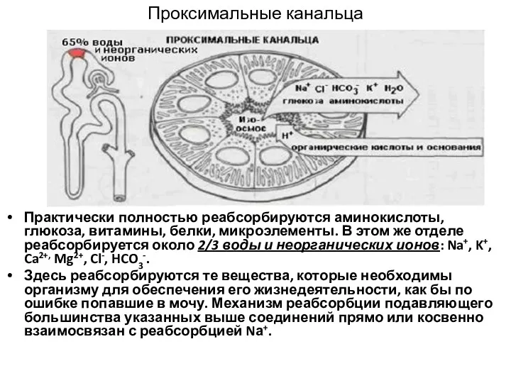 Проксимальные канальца Практически полностью реабсорбируются аминокислоты, глюкоза, витамины, белки, микроэлементы.