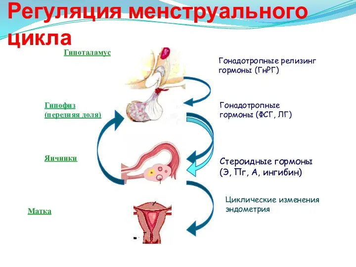 Гипоталамус Гипофиз (передняя доля) Яичники Гонадотропные релизинг гормоны (ГнРГ) Гонадотропные гормоны (ФСГ, ЛГ)