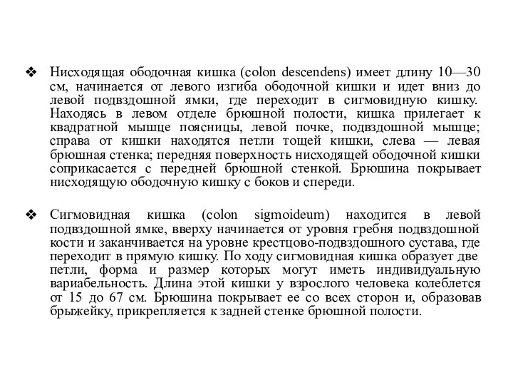 Нисходящая ободочная кишка (colon descendens) имеет длину 10—30 см, начинается