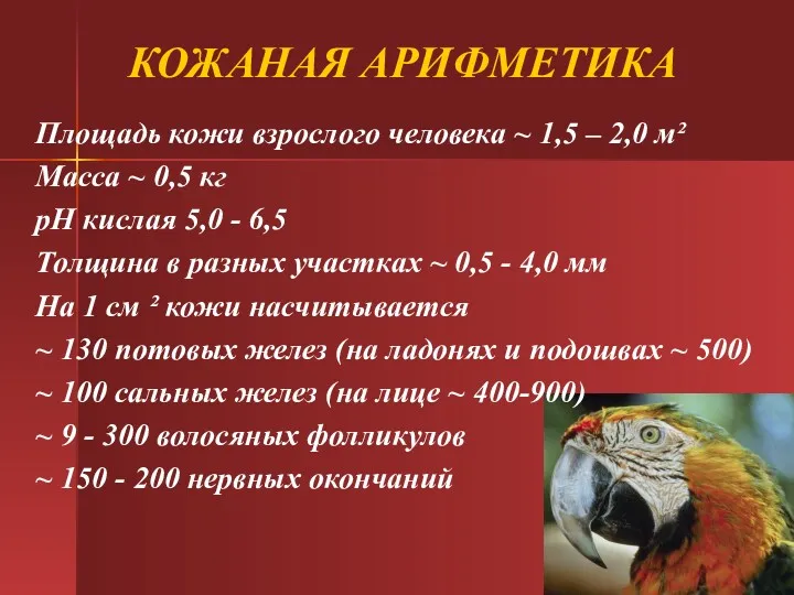 КОЖАНАЯ АРИФМЕТИКА Площадь кожи взрослого человека ~ 1,5 – 2,0