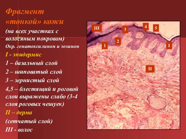 Фрагмент «тонкой» кожи (на всех участках с волосяным покровом) Окр.