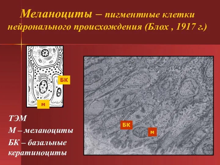 Меланоциты – пигментные клетки нейронального происхождения (Блох , 1917 г.)