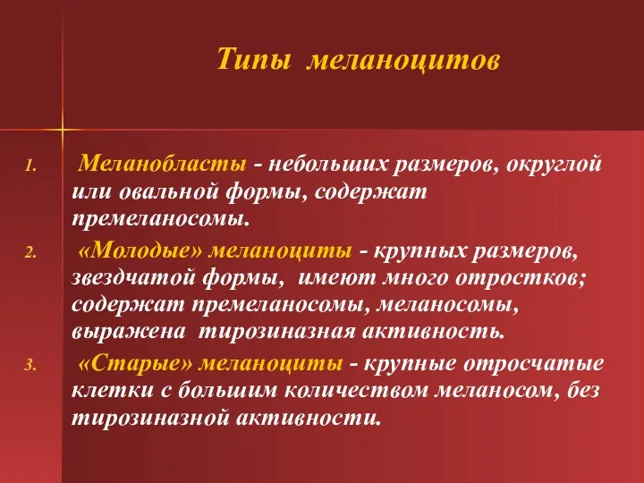 Типы меланоцитов Меланобласты - небольших размеров, округлой или овальной формы,