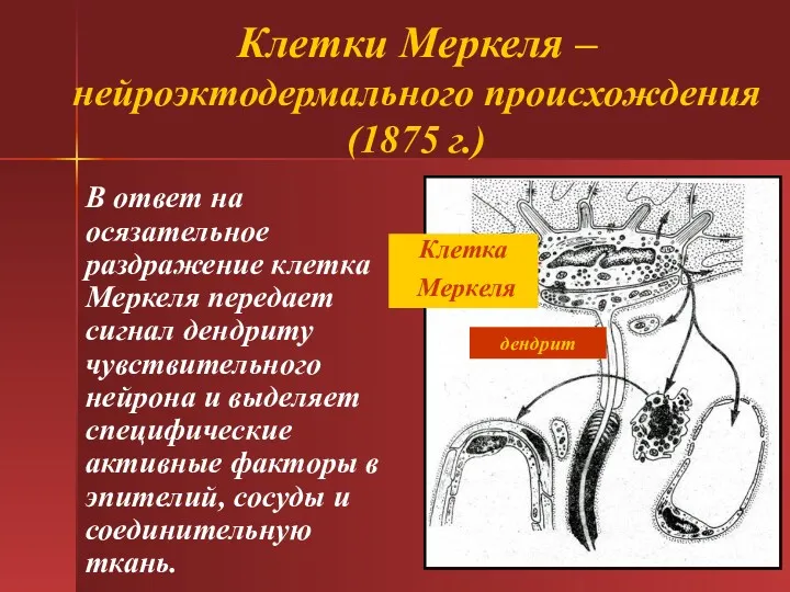 Клетки Меркеля – нейроэктодермального происхождения (1875 г.) В ответ на