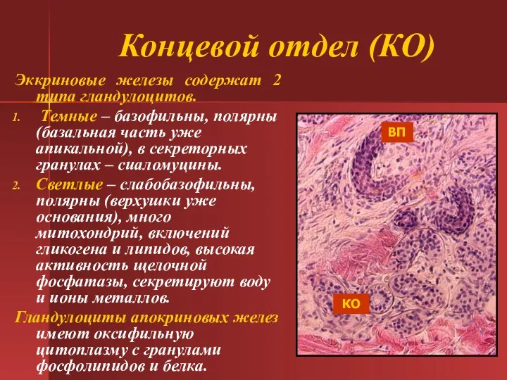 Концевой отдел (КО) Эккриновые железы содержат 2 типа гландулоцитов. Темные